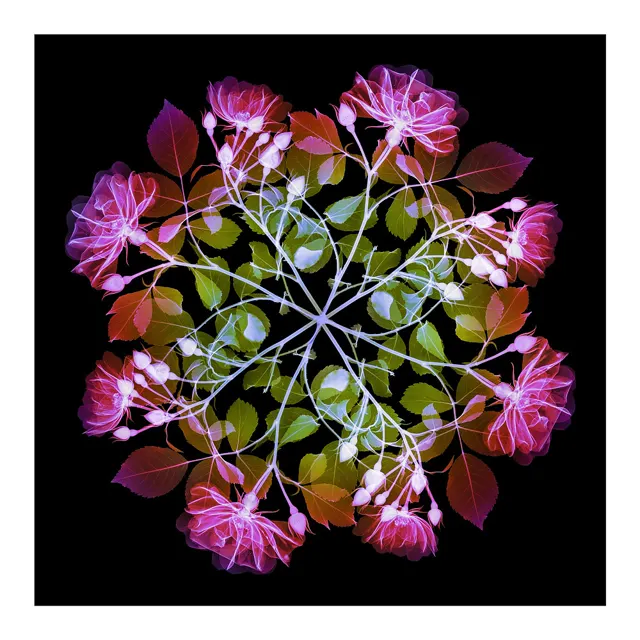 Polychromatic Fiori – Rose I by Hugh Turvey