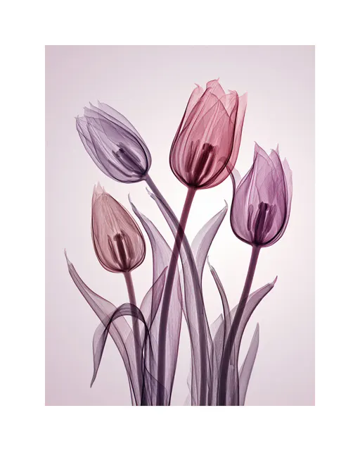 チューリップ Genus Tulipa by Hugh Turvey