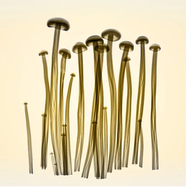 Enoki Grouping by Hugh Turvey