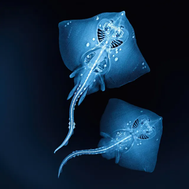 Thornback Rays ♀♂ by Hugh Turvey