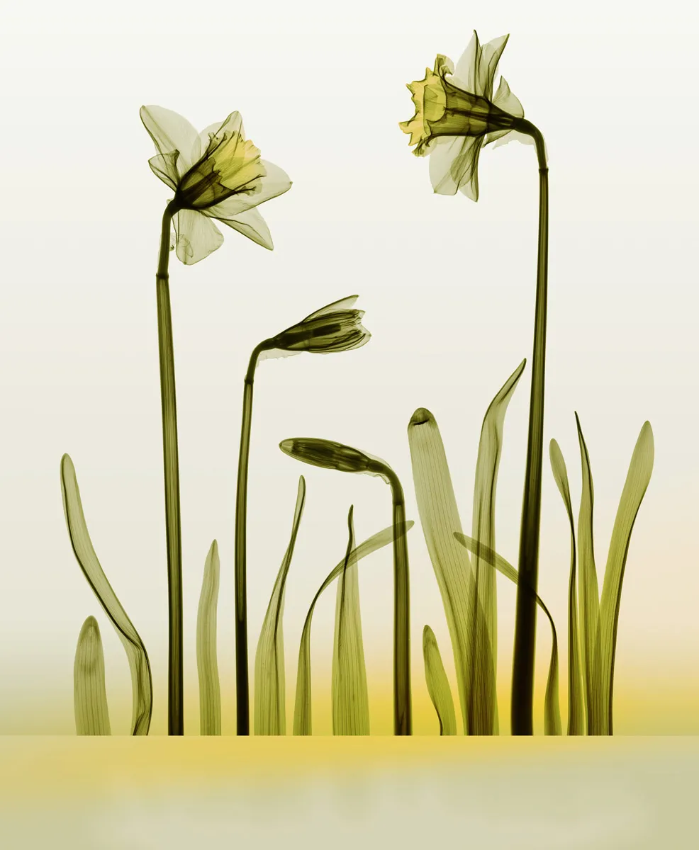 Phototropic X-Ray Daffodil Flower by Hugh Turvey