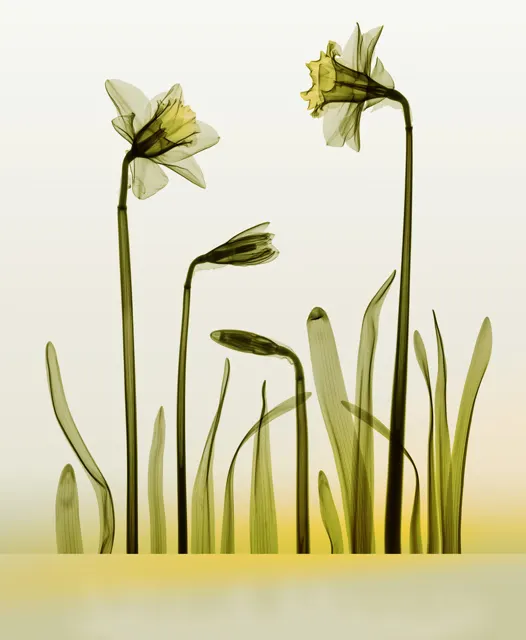 Phototropic X-Ray Daffodil Flower by Hugh Turvey