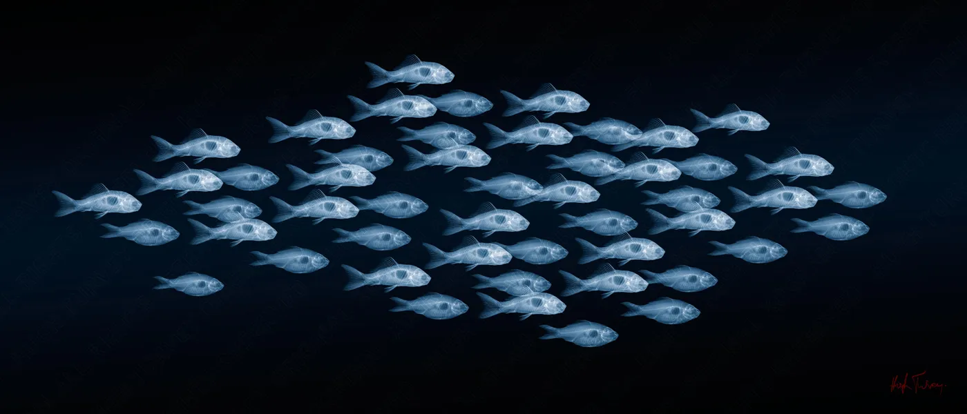 Shoaling and Schooling by Hugh Turvey