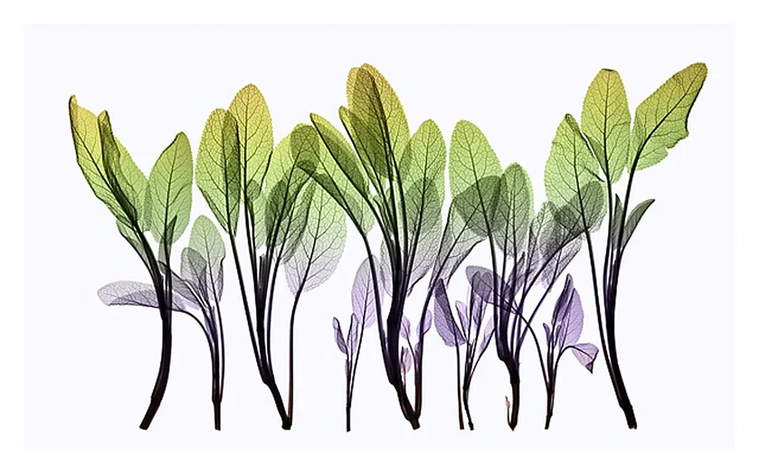 Sage Composition by Hugh Turvey