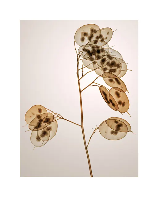 ゴウダソウ Genus Lunaria by Hugh Turvey