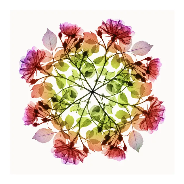 Polychromatic Fiori – Rose III by Hugh Turvey